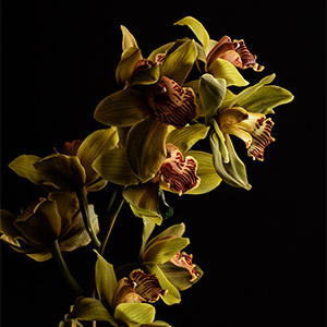 The Granville Island Florist